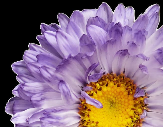 Harrogate Autumn Flower Show in Ripon